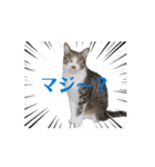 保護猫シンとテンの物語（個別スタンプ：2）