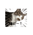 保護猫シンとテンの物語（個別スタンプ：3）