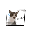 保護猫シンとテンの物語（個別スタンプ：4）