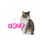 保護猫シンとテンの物語（個別スタンプ：5）