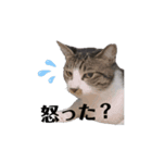 保護猫シンとテンの物語（個別スタンプ：6）