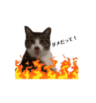 保護猫シンとテンの物語（個別スタンプ：7）