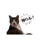 保護猫シンとテンの物語（個別スタンプ：8）