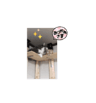 仲良しニャンズ1（個別スタンプ：7）