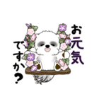 B＆W動くシーズー犬 2025 「初夏」（個別スタンプ：5）