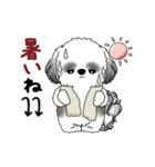 B＆W動くシーズー犬 2025 「初夏」（個別スタンプ：6）