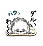 B＆W動くシーズー犬 2025 「初夏」（個別スタンプ：16）