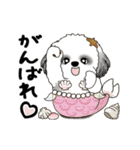 B＆W動くシーズー犬 2025 「初夏」（個別スタンプ：17）