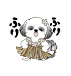 B＆W動くシーズー犬 2025 「初夏」（個別スタンプ：18）