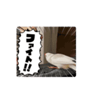 うちの小鳥ちゃんの日常アニメーション♡（個別スタンプ：4）