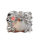 うちの小鳥ちゃんの日常アニメーション♡（個別スタンプ：5）