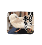 うちの小鳥ちゃんの日常アニメーション♡（個別スタンプ：11）