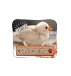 うちの小鳥ちゃんの日常アニメーション♡（個別スタンプ：13）