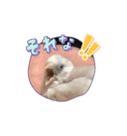 うちの小鳥ちゃんの日常アニメーション♡（個別スタンプ：16）