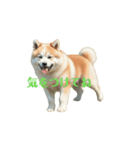 秋田犬 move（個別スタンプ：1）