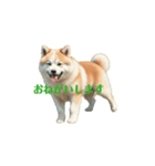 秋田犬 move（個別スタンプ：2）