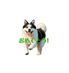 秋田犬 move（個別スタンプ：3）