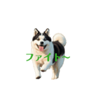 秋田犬 move（個別スタンプ：5）