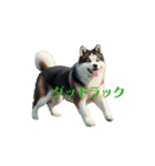 秋田犬 move（個別スタンプ：7）