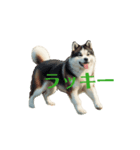 秋田犬 move（個別スタンプ：10）