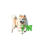 秋田犬 move（個別スタンプ：11）