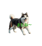 秋田犬 move（個別スタンプ：13）