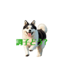 秋田犬 move（個別スタンプ：15）