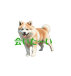 秋田犬 move（個別スタンプ：16）