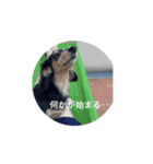 広島弁ミニチュアダックスのあんこちゃん（個別スタンプ：1）