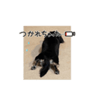 広島弁ミニチュアダックスのあんこちゃん（個別スタンプ：2）