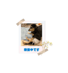広島弁ミニチュアダックスのあんこちゃん（個別スタンプ：4）