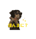 広島弁ミニチュアダックスのあんこちゃん（個別スタンプ：11）