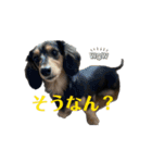 広島弁ミニチュアダックスのあんこちゃん（個別スタンプ：12）