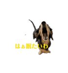 広島弁ミニチュアダックスのあんこちゃん（個別スタンプ：14）