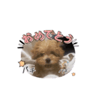 犬と子供のスタンプ。（個別スタンプ：2）
