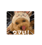 犬と子供のスタンプ。（個別スタンプ：5）
