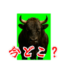 徳之島の闘牛（個別スタンプ：13）
