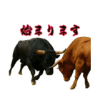 徳之島の闘牛（個別スタンプ：15）
