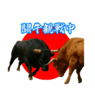 徳之島の闘牛（個別スタンプ：16）