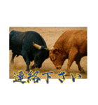 徳之島の闘牛（個別スタンプ：17）