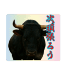 徳之島の闘牛（個別スタンプ：21）