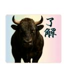徳之島の闘牛（個別スタンプ：22）