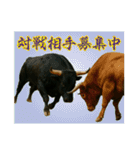 徳之島の闘牛（個別スタンプ：26）