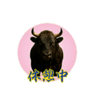 徳之島の闘牛（個別スタンプ：27）