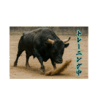 徳之島の闘牛（個別スタンプ：30）