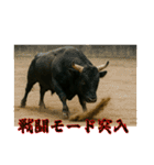 徳之島の闘牛（個別スタンプ：31）
