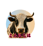 徳之島の闘牛（個別スタンプ：35）