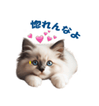 愛らしいラグドールの子猫のスタンプ（個別スタンプ：1）