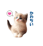 愛らしいラグドールの子猫のスタンプ（個別スタンプ：2）