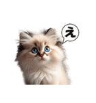 愛らしいラグドールの子猫のスタンプ（個別スタンプ：4）
